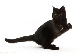 Many black cats find themselves to be one of the last picks at the shelter, but they are wonderful cats with so much love and fun. Playful Black Kitten Photo Wp46905