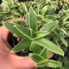 Image result for Cyanotis