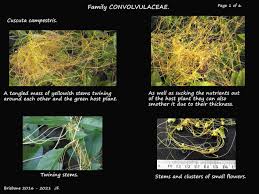 Image result for Cuscuta australis