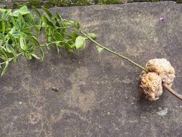 Image result for Rhizobium radiobacter, syn. Agrobacterium tumefaciens