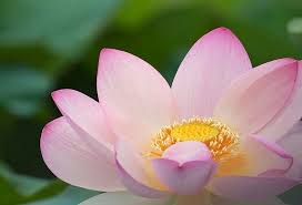 Comprende due sole specie, originarie di america, asia e australia, con foglie molto decorative e grandi fiori di colore bianco, rosa, giallo e rosso, note col nome di fior di loto. Pin Di Ane Castro Su Flowers Lotus Fiore Di Loto Fiori Giardinaggio