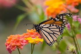 Advantage funeral and cremation services. Irving Tx Official Website