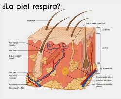 MITO O REALIDAD| La piel respira • Cosméticos al desnudo