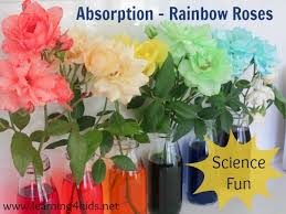 Pour water about half way in each of the glass jars and then add a few drops of liquid water colour (or food colouring) to each jar. Absorption Activity Rainbow Roses Learning 4 Kids