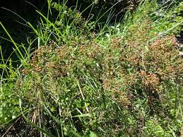 Image result for Gymnosporia heterophylla