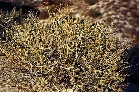 Image result for Thamnosma rhodesica