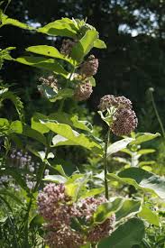 Image result for Asclepias graminifolia