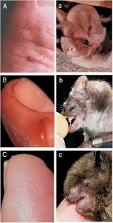 Image result for Bat Bite