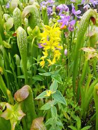 Image result for Lysimachia brevipes