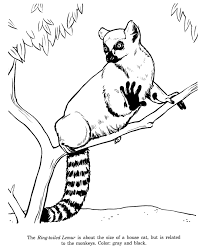 Funny lemur cartoon animal character vector. Animal Drawings Coloring Pages Ring Tailed Lemur Animal Identification Drawing And Coloring Pages Lemur Art Animal Drawings Animal Sketches