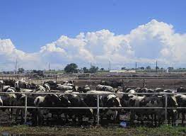 Cattle farming is perhaps one of the most lucrative animal farming businesses an entrepreneur can start, but that does not rule out the fact that it can an aspiring entrepreneur can either choose to start a cattle farming business on a small scale or on a large scale depending on their financial status. Animal Husbandry Wikipedia