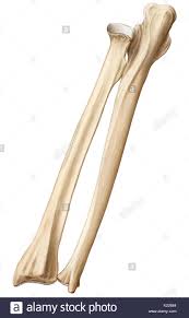 Learn vocabulary, terms and more with flashcards, games and other study tools. Knochen Aus Dem Unterarm Dem Radius Und Ulna Stockfotografie Alamy