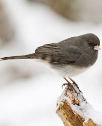 Different Birds And Their Meanings Do Bird Songs Have Meaning Birds Cute Birds Pet Birds