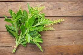 Melayu montok awek janda gersang chubby with hubby. 7 Manfaat Daun Ruku Ruku Atau Holy Basil Untuk Kesehatan
