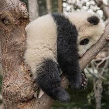 Muhtesem Resimler 2020 Panda Yavrusu Bebek Panda Ayilari Dev Pandalar
