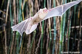 Their guano is good for our gardens. Build A Bat House