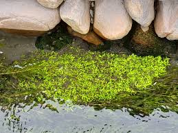 Image result for Elatinaceae