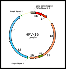 Currently, there is no way to know who will have only a temporary hpv infection, and who will develop cancer after getting hpv. Human Papillomavirus Infection Wikipedia