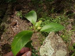 Image result for Dorstenia tayloriana