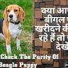 Looking for a beagle puppy to adopt. Https Encrypted Tbn0 Gstatic Com Images Q Tbn And9gctacxzquufs3civmfyp Jcczamnxuv9nrral39inmr5vzuaj Hf Usqp Cau