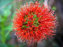 Image result for Greyia