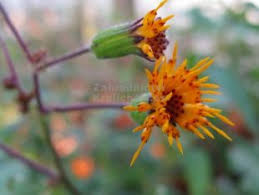 Nyawa in a sentence and translation of nyawa in english dictionary with audio pronunciation by dictionarist.com. Photo Gallery Procumbens 1 Garden En Com
