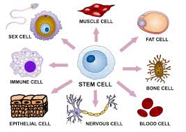 Pin On Cells