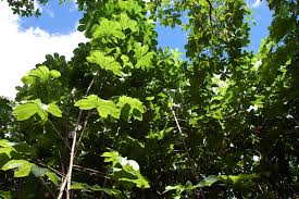 Image result for Manihot glaziovii