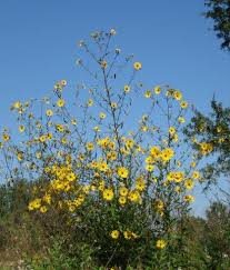 Image result for Helianthus angustifolius