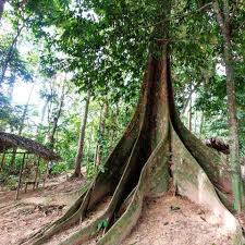 *kagum dengan ciptaan allah s.w.t. Kenali Flora Dan Fauna Di Hutan Dara Asia Camp Jerantut Pahang Asiacamp