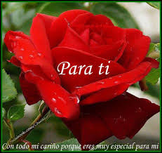 Feliz Domingo Para Ti Esta Rosa Con Amor Pretty Flowers Flowers Red Roses