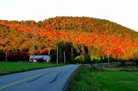 Sugar Maple Trees In Vermont Maple Tree Sugar Maple Tree