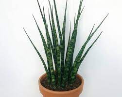 Sansevieria Mikado Dracaena Bacularis Mikado Plants Candide Gardening Plants Sansevieria Cacti And Succulents
