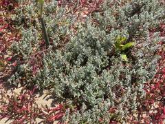 Image result for Chenolea