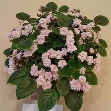 Rob S Vanilla Trail The Violet Barn African Violets And More