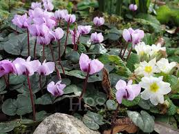 Image result for Cyclamen parviflorum