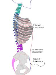 They run inferoanteriorly from the rib above to the rib below, and are continuous with the external oblique of the abdomen. Intercostal Muscles