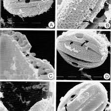 Image result for Physostigma mesoponticum