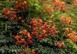 Image result for Caesalpinia
