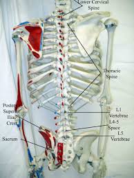 Kids definition of backbone 1 : Uc San Diego S Practical Guide To Clinical Medicine