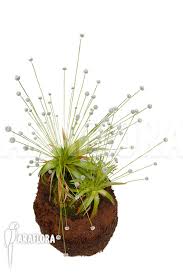 Image result for Eriocaulon africanum