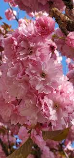 We did not find results for: Roselene Dolce On Twitter Pink Cherry Blossoms Spring Cherryblossoms Treeblossoms Springtime Flowering Trees Nycparks Marcusgarveypark Blossoms Thephotohour Naturelovers Nature Photography Pink Flowers Cherryblossom Treeblossom