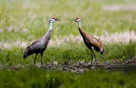 What do sandhill cranes eat. Author Jerry Apps Heralds The Return Of The Sandhill Cranes
