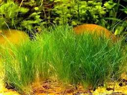 Image result for Xyris parvula