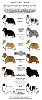 43 Comprehensive Sheltie Puppy Growth Chart