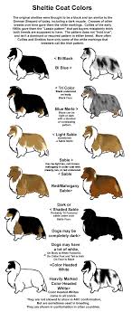 43 comprehensive sheltie puppy growth chart