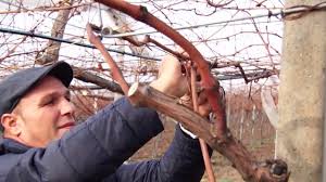 Ambele pot afecta semnificativ producția. Soiul Kis Mis Veles Vita De Vie Pentru Struguri De Masa Veles Seedless Table Grape Variety By Gradina Ursilor