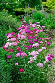 Plantfiles Pictures Dianthus Sweet William Dianthus Barbatus 28 By Rosinabloom Sweet William Sweet William Flowers Pink Perennials