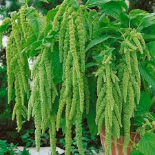 Image result for Amaranthus viridis