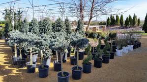 They add spirit to any indoor landscape, like upscale resorts or urban chic eateries. Evergreen Trees For Sale Bettendorf Davenport Ia Shademaster Nursery